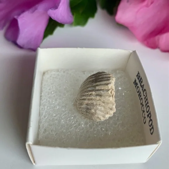 Brachiopod Shell Fossil Both Sides Fossilized Lamp Shells 100 Million Years Old - Picture 5 of 6